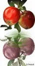 Autumn time -- Apple