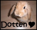 rabbit.