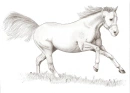 horse drawed by me