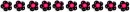 Pink N Black Flowers