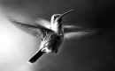 Bird...