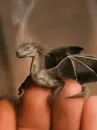 pet baby dragon