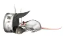 rat eating fom a tin can