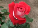 Latin Lady Rose