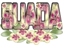 suada 