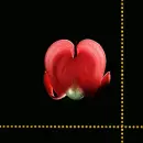 Flower red