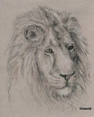 lion drawed by me