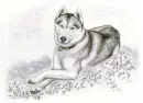 husky drawed by me