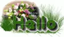 Hello