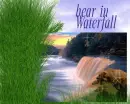 Bear in Waterfall
