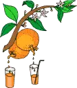 fresh orange juice