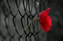 Flower in the rain