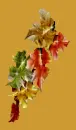 AUTUMN LEAVES