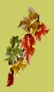 AUTUMN LEAVES