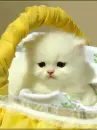 kitten in a basket