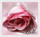 hello pink rose
