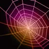 spider and web avatar