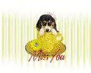 Miss You