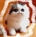 cuttee!