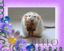 Hello