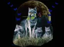 WOLF IN THE NIGHT