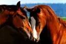 Two Horses