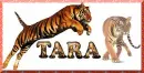 Tiger Tara