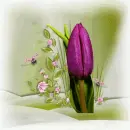 Tulip