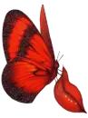 butterfly and lips