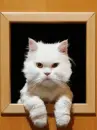 grumpy cat