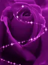 purple rose