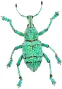 beautiful glitter bug