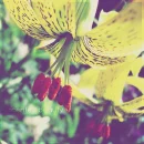 scented beauty