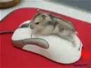 hamster are so cute