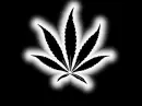 Glowing weed