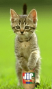 Cute kitty