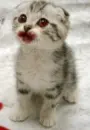 Evil kitty