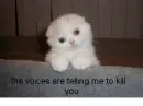 evil kitty