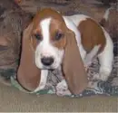 hound dog