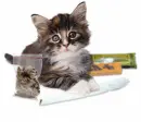 funny cat