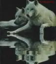 Polar Wolves
