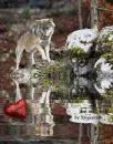 Wolf walk