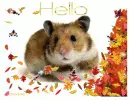 Hello