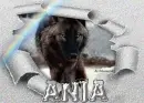wolf in the snow - Ania 
