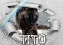 wolf in the snow - Tito