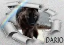 wolf in the snow -- Dario