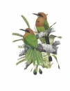 Udu-de-bico-largo
