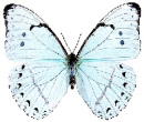 Morpho laertes