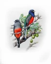 surucuÃ¡-de-peito-preto  Trogon rufus 
