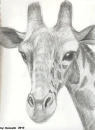 giraffe drawing